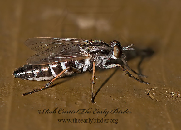 Ozodiceromyia notata,or argentata  STILETTO FLY 8015953z