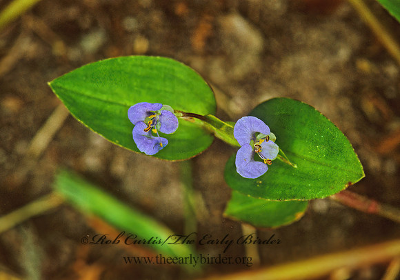 Commelina diffusa  COMMON  DAYFLOWER 249714z