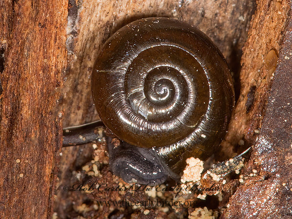 Zonitoides nitidus  ZONITID SNAIL 9042069z