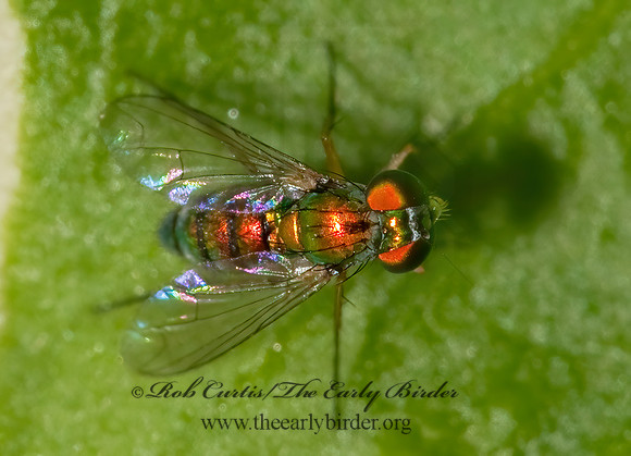 Condylostylus caudatus group  LONGLEGGED FLY 802647z