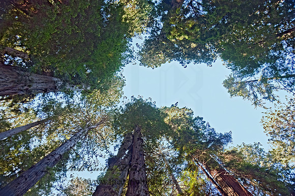 Avenue of the Giants 8019908z