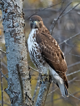 Buteo jamaicensis RED-TAILED HAWK 3047659z
