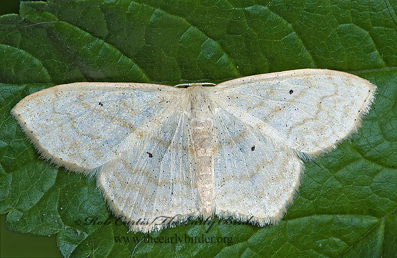 Scopula limboundata LARGE LACE-BORDER 5014210z