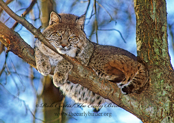 Lynx rufus  BOBCAT 214204z