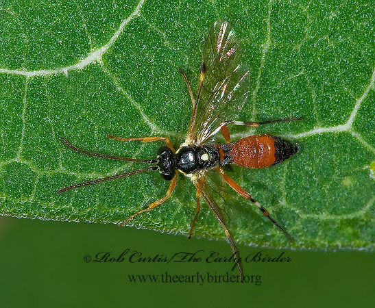 Diplazon laetatorius 7015210z