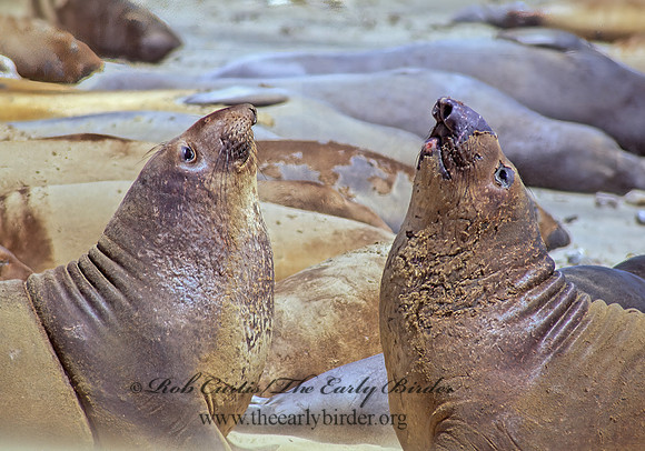 Mirounga angustirostris  NORTHERN ELEPHANT SEAL 110933z