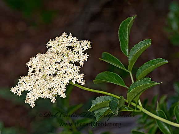 Sambucus nigra  BLUE ELDERBERRY 8037252z