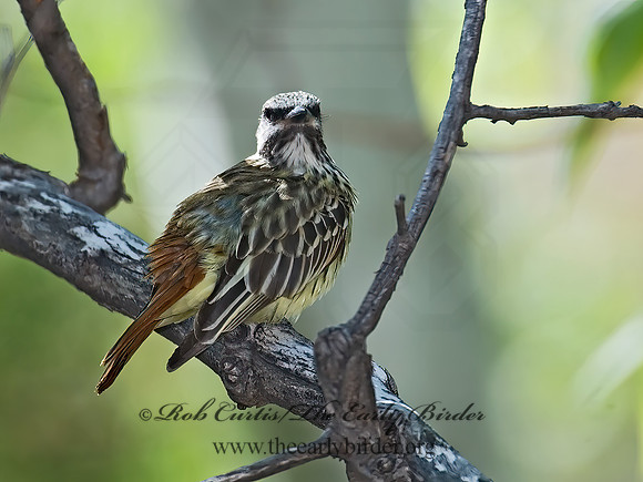 Myiodynastes luteiventris  SULPHUR-BELLIED FLYCATCHER 7007754z