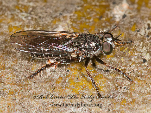 Atomosia puella  COMMON MICROPANTHER 3013350z
