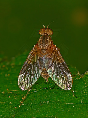 Chrysopilus quadratus  SNIPE FLY 3021349z
