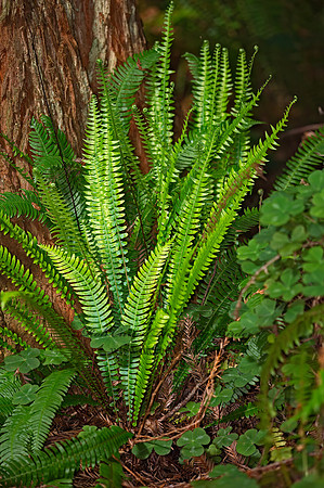 Blechnum spicant  DEER FERN 9059274z