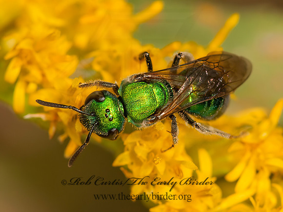 Augochlora pura  PURE GREEN AUGOCHLORA 3015176z