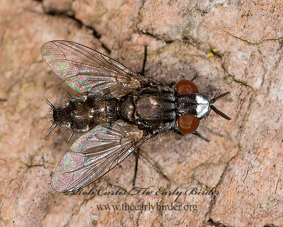 Metopia argyrocephala  SATELLITE FLY 9013795z