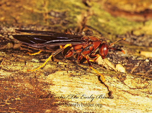 Polistes annularis 200036z
