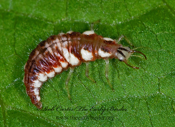 Chrysoperla rufilabris RED-LIPPED GREEN LACEWING 6008520