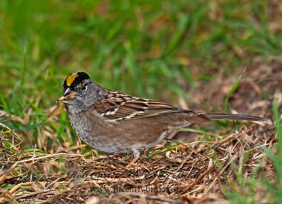Zonotrichia atricapilla  GOLDEN-CROWNED SPARROW 8020758z