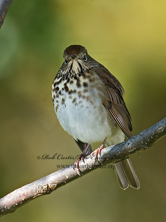 Catharus guttatus  HERMIT THRUSH 9015008z