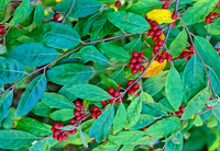 Eleagnus sp  AUTOUMN OLIVE 269226z