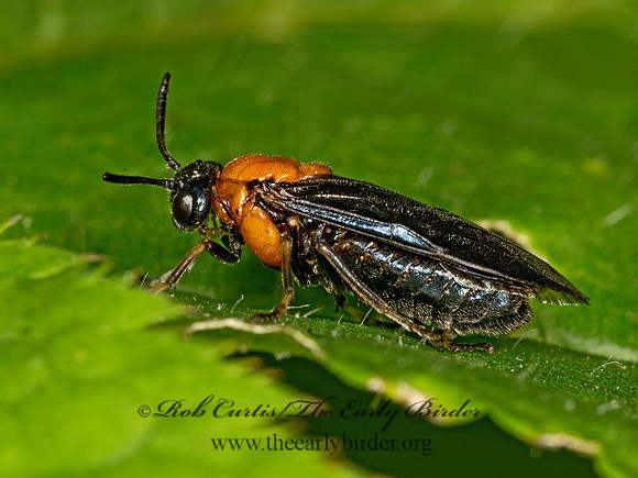 Argidae t1  ARGID SAWFLY 1303880z