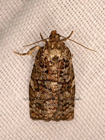 Choristoneura fumiferana  SPRUCE BUDWORM MOTH 3021865z