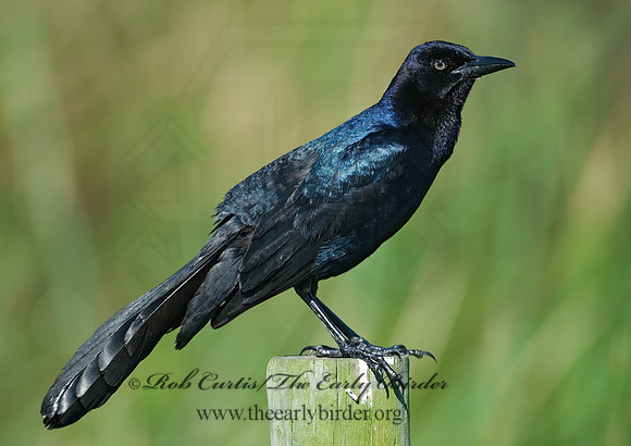 Quiscalus mexicanus  GREAT-TAILED GRACKLE 7003546z