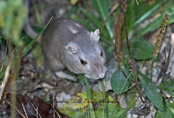 Meriones unguiculatus  MONGLOIAN JIRD 5002355 z