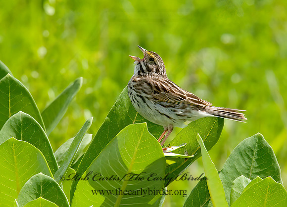 Passerculus sandwichensis  SAVANNAH SPARROW 3008554z