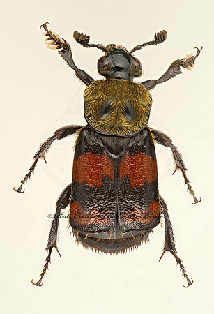 Nicrophorus tomentosus  9020254z