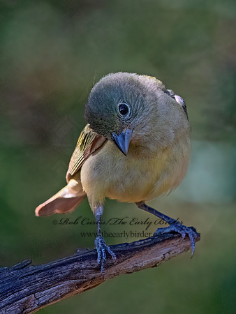 Passerina ciris  PAINTED BUNTING 3040452z