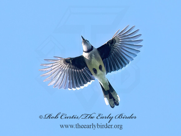 Cyanocitta cristata BLUE JAY 6041847z