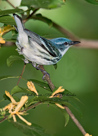 Setophaga cerulea  CERULEAN WARBLER 9023050z