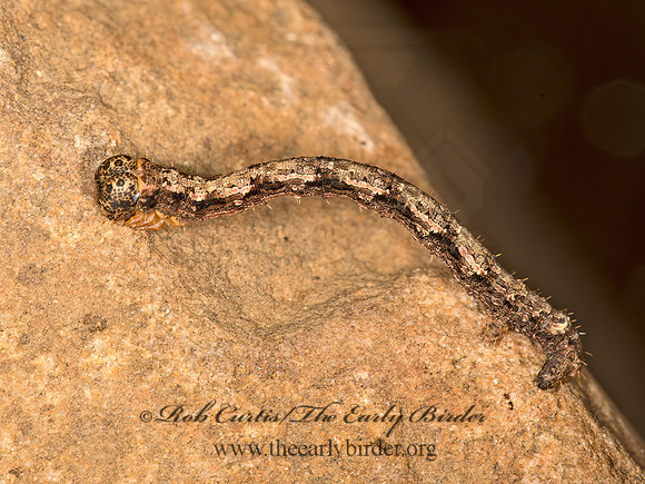 Lambdina  ENNOMINAE GEOMETER 9051674z