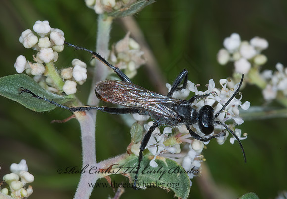 Prionyx parkeri or thomae 7009857z