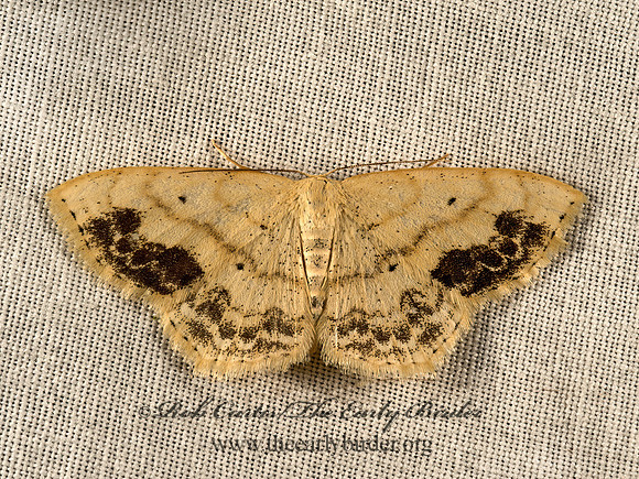 Scopula limboundata  LARGE LACE-BORDER 9051500z