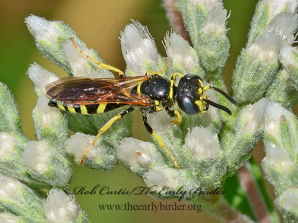 Philanthus lepidus  BEEWOLF 9064041z