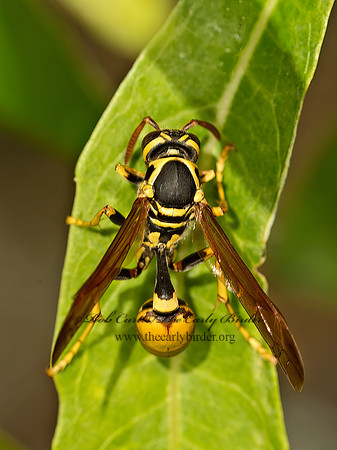 Mischocyttarus flavitarsis  WESTERN PAPER WASP 9058461z