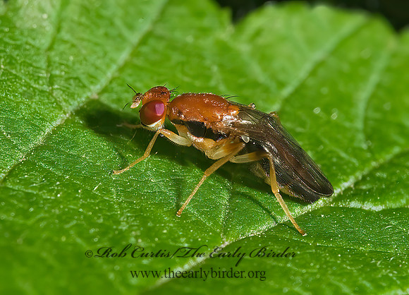 Chyliza apicalis  RUST FLY 8005081z