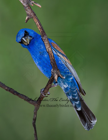 Guiraca caerulea  BLUE GROSBEAK 7006637z