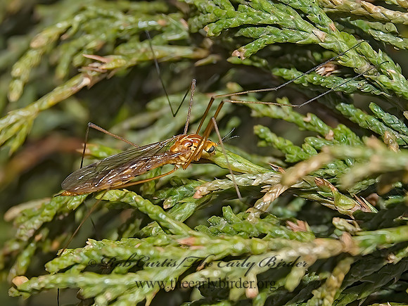 Nephrotoma ferruginea  CRANE FLY 6003720z