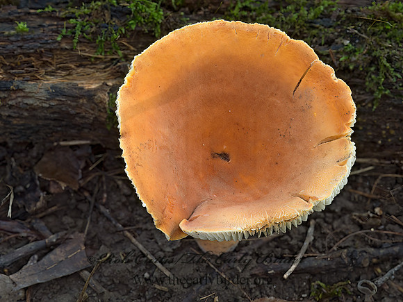 Lactifluus volemus  RUSSULACEAE MUSHROOM 9042080z