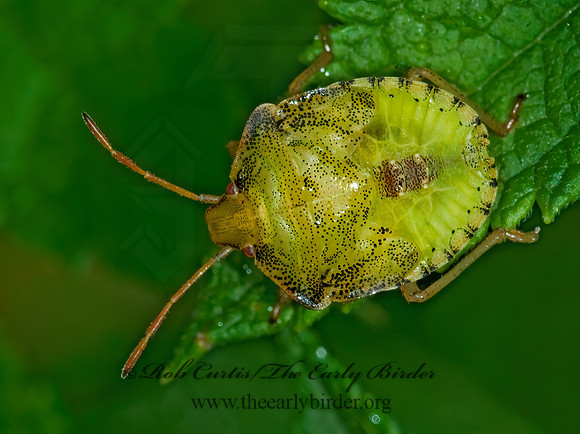 Euschistus  STINKBUG 6013524z