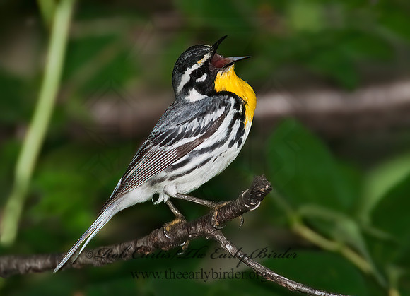 Setophaga dominica  YELLOW-THROATED WARBLER 8022674z