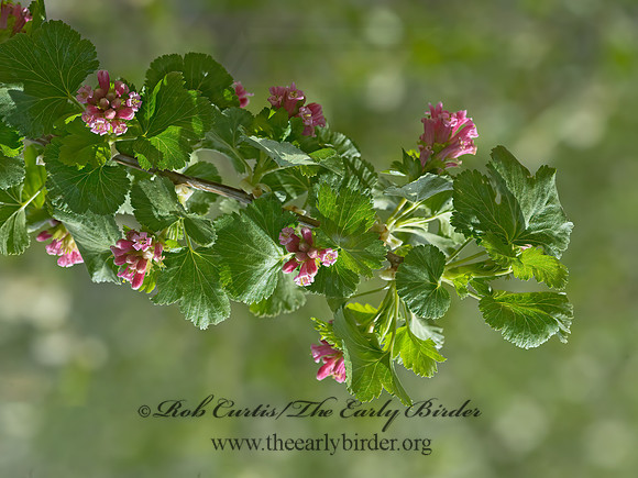 Ribes cereum  WAX CURRANT 9058288z