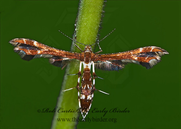 Geina buscki or tenuidactylus  PLUME MOTH 6006845z