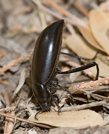 Eleodes longicollis 6026363z
