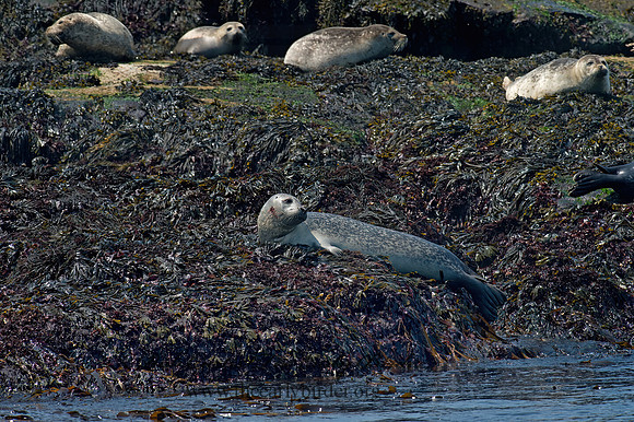 Phoca vitulina  HARBOR SEAL 9033848z
