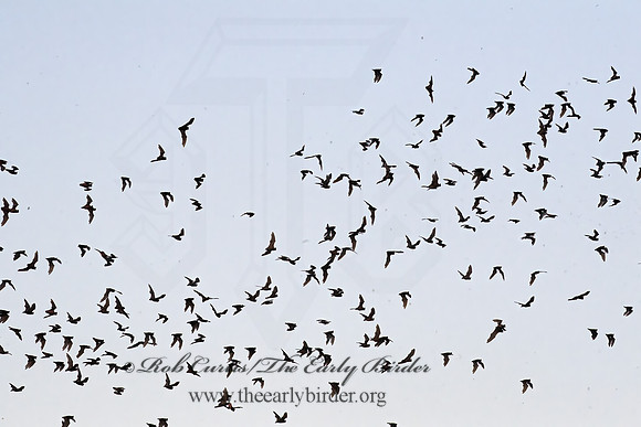 Tadarida brasiliensis  MEXICAN FREE-TAILED BAT 6040877z