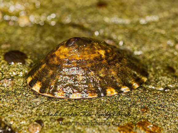 LIMPET 9059357z