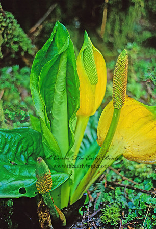 Lysichiton americanum  AMERICAN SKUNK CABBAGE 145502z