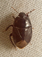 Pangaeus bilineatus BURROWER BUG 9050421